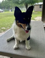 Frannie, a female Pembroke Welsh Corgi for sale in Jamesville, NC – 4 of 5