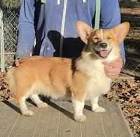 Lux, a female Pembroke Welsh Corgi for sale in Jamesville, NC – 2 of 6