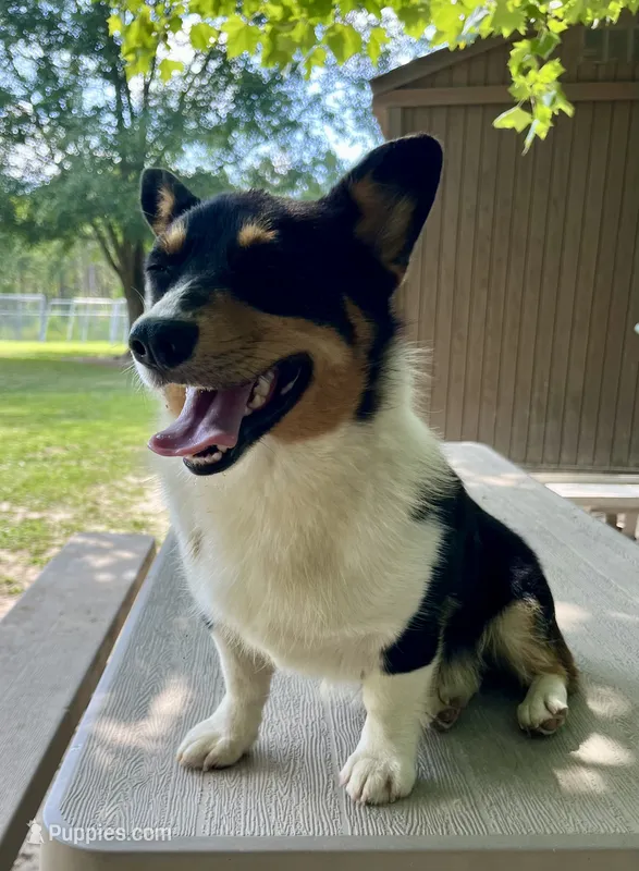Frannie – Pembroke Welsh Corgi puppy for sale in Jamesville, NC