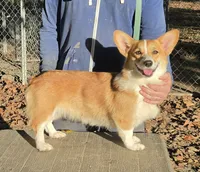 Lux, a female Pembroke Welsh Corgi for sale in Jamesville, NC – 6 of 6