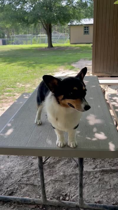 Frannie, a female Pembroke Welsh Corgi for sale in Jamesville, NC – 5 of 5