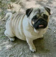 Black girl, a female Pug for sale in Jamesville, NC – 7 of 7