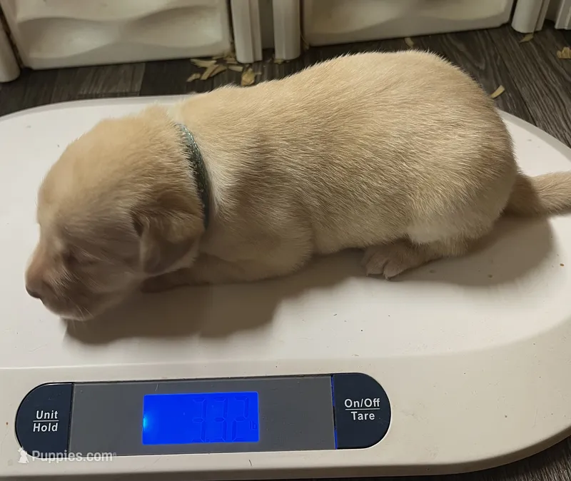 English yellow boy – Labrador Retriever puppy for sale in Jamesville, NC