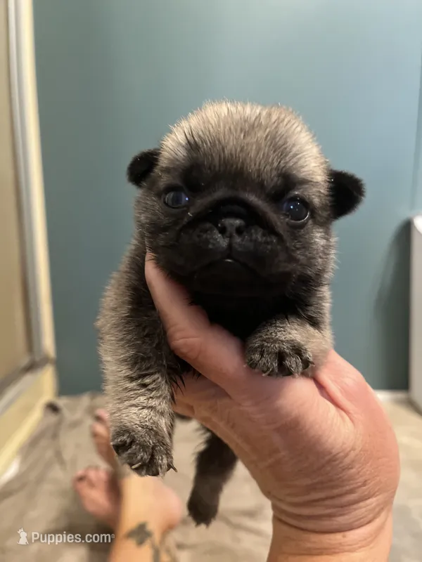Fawn girl – Pug puppy for sale in Jamesville, NC