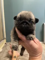 Fawn girl, a female Pug for sale in Jamesville, NC – 1 of 4