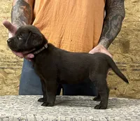 English chocolate girl, a female Labrador Retriever for sale in Jamesville, NC – 2 of 9