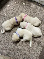 English yellow girl, a female Labrador Retriever for sale in Jamesville, NC – 7 of 10