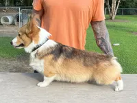 Axel, a male Pembroke Welsh Corgi for sale in Jamesville, NC – 2 of 5