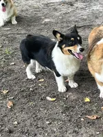 Frannie, a female Pembroke Welsh Corgi for sale in Jamesville, NC – 10 of 10