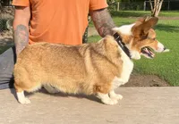 Willow, a female Pembroke Welsh Corgi for sale in Jamesville, NC – 2 of 3