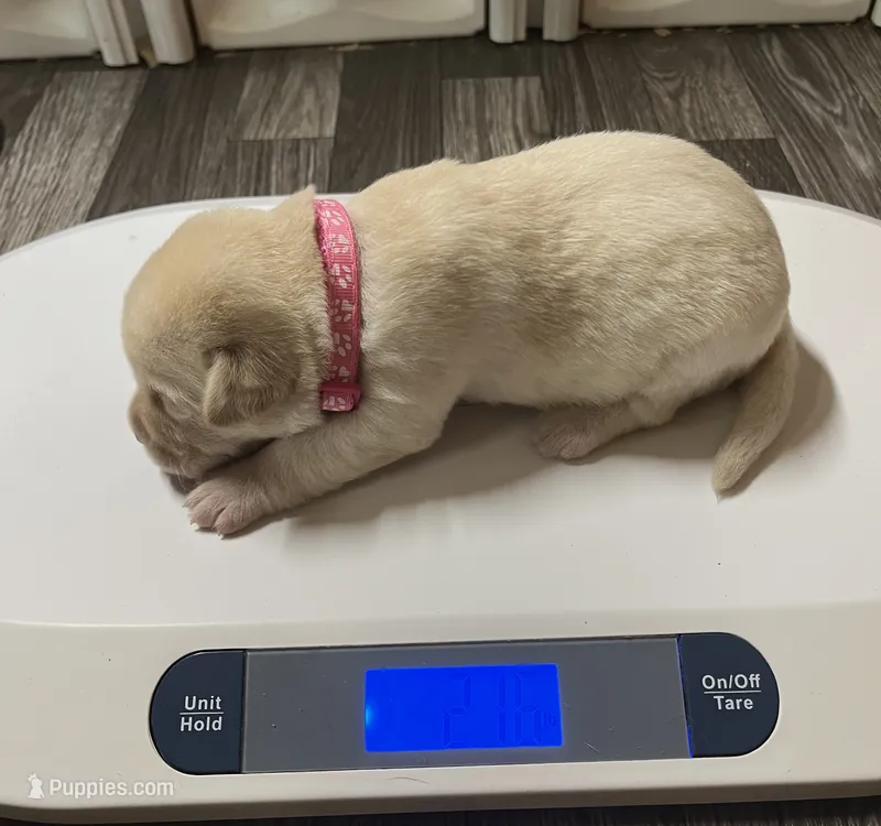 English yellow girl – Labrador Retriever puppy for sale in Jamesville, NC