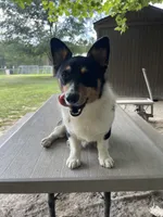 Frannie, a female Pembroke Welsh Corgi for sale in Jamesville, NC – 3 of 5