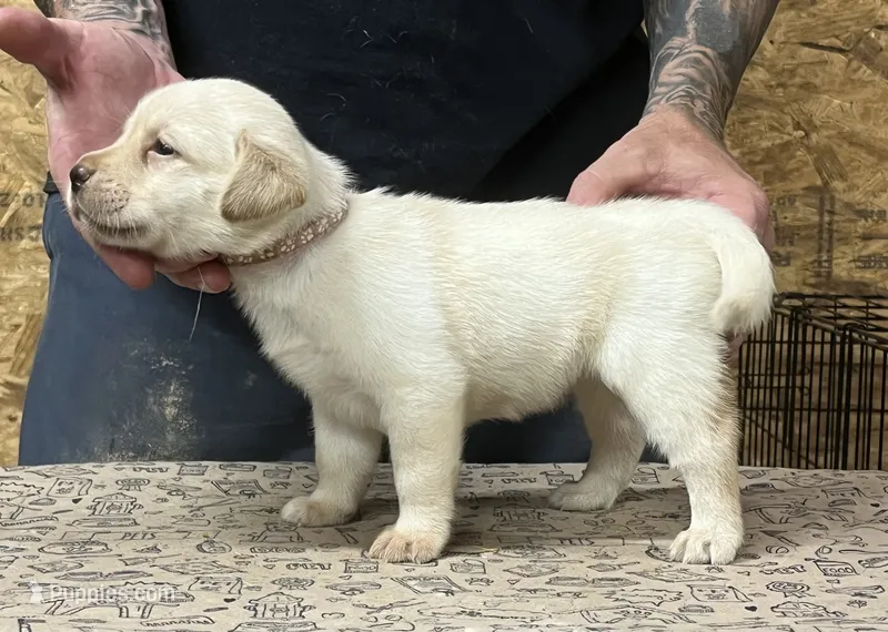 English yellow girl – Labrador Retriever puppy for sale in Jamesville, NC