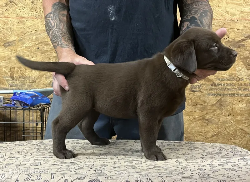 English chocolate girl – Labrador Retriever puppy for sale in Jamesville, NC