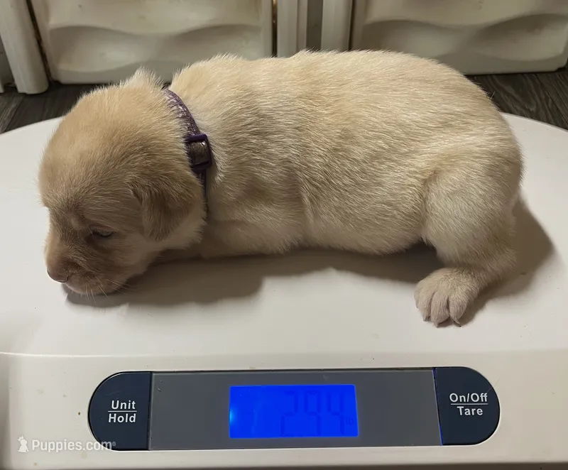 English yellow girl – Labrador Retriever puppy for sale in Jamesville, NC