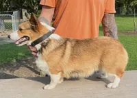 Willow, a female Pembroke Welsh Corgi for sale in Jamesville, NC – 4 of 4