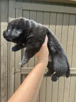Lab/corgi boy, a male Pembroke Welsh Corgi and Labrador Retriever for sale in Jamesville, NC – 2 of 6