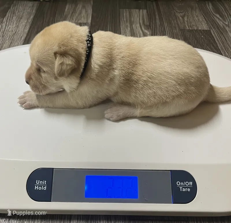 English yellow boy – Labrador Retriever puppy for sale in Jamesville, NC