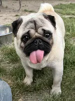 Fawn girl, a female Pug for sale in Jamesville, NC – 4 of 4