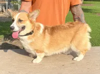 Luna, a female Pembroke Welsh Corgi for sale in Jamesville, NC – 2 of 6