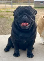 Fawn girl, a female Pug for sale in Jamesville, NC – 2 of 4