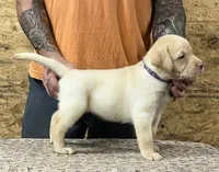 English yellow girl, a female Labrador Retriever for sale in Jamesville, NC – 4 of 10