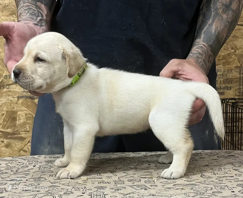 English yellow boy – Labrador Retriever puppy for sale in Jamesville, NC