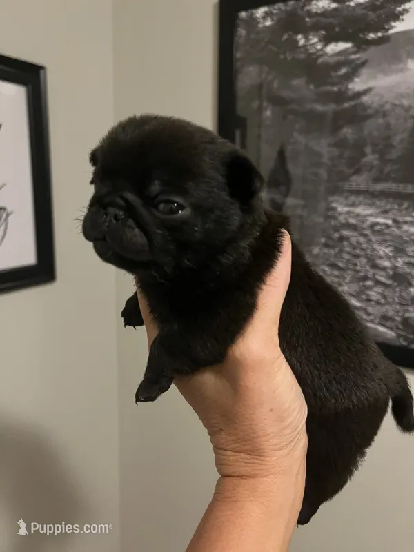 Black girl – Pug puppy for sale in Jamesville, NC