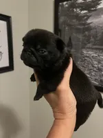 Black girl, a female Pug for sale in Jamesville, NC – 1 of 7