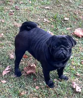 Black girl, a female Pug for sale in Jamesville, NC – 5 of 7