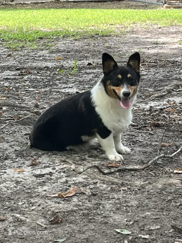 Frannie – Pembroke Welsh Corgi puppy for sale in Jamesville, NC