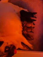 Black girl, a female Pug for sale in Jamesville, NC – 2 of 7