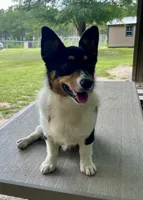 Frannie, a female Pembroke Welsh Corgi for sale in Jamesville, NC – 2 of 5