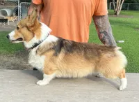 Axel, a male Pembroke Welsh Corgi for sale in Jamesville, NC – 1 of 5