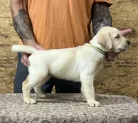 English yellow boy, a male Labrador Retriever for sale in Jamesville, NC – 5 of 9