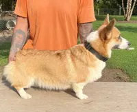 Luna, a female Pembroke Welsh Corgi for sale in Jamesville, NC – 4 of 6