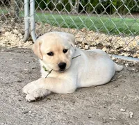 Chunky Yellow female, a female Labrador Retriever for sale in Jamesville, NC – Photo 2 of 8