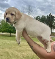 Chunky Yellow female, a female Labrador Retriever for sale in Jamesville, NC – Photo 1 of 8