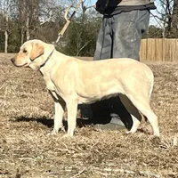 Chunky Yellow female, a female Labrador Retriever for sale in Jamesville, NC – Photo 8 of 8