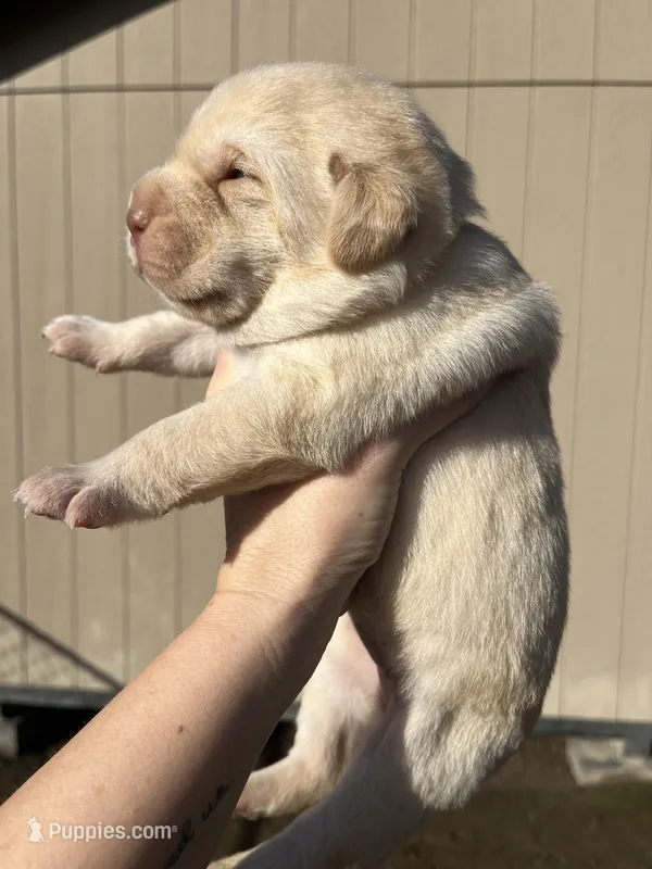 Chunky Yellow female