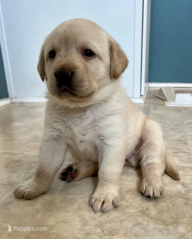Chunky Yellow female – Labrador Retriever puppy for sale in Jamesville, NC