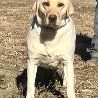 Chunky Yellow female, a female Labrador Retriever for sale in Jamesville, NC – Photo 7 of 8