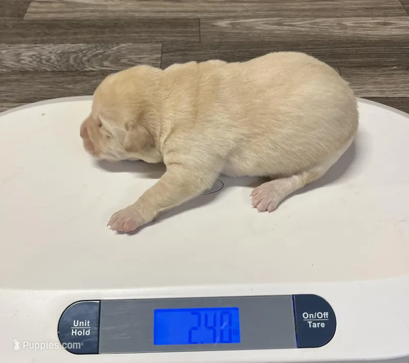 Chunky Yellow female, a female Labrador Retriever for sale in Jamesville, NC – Photo 1 of 9