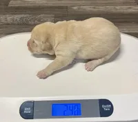 Chunky Yellow female, a female Labrador Retriever for sale in Jamesville, NC – Photo 1 of 9