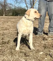 Chunky Yellow female, a female Labrador Retriever for sale in Jamesville, NC – Photo 9 of 9