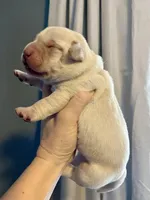 Chunky Yellow female, a female Labrador Retriever for sale in Jamesville, NC – Photo 2 of 9