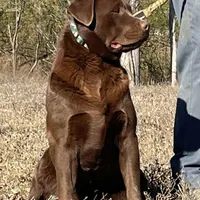 Chunky Yellow female, a female Labrador Retriever for sale in Jamesville, NC – Photo 5 of 8
