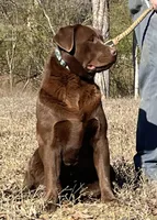 Chunky Yellow female, a female Labrador Retriever for sale in Jamesville, NC – Photo 4 of 9