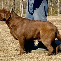 Chunky Yellow female, a female Labrador Retriever for sale in Jamesville, NC – Photo 6 of 8