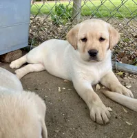Chunky Yellow female, a female Labrador Retriever for sale in Jamesville, NC – Photo 3 of 8